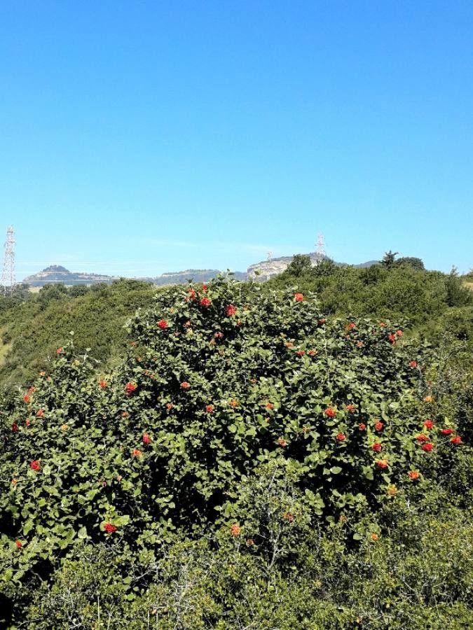 Wolliger Schneeball (Viburnum lantana) in voller Blüte im Frühjahr
