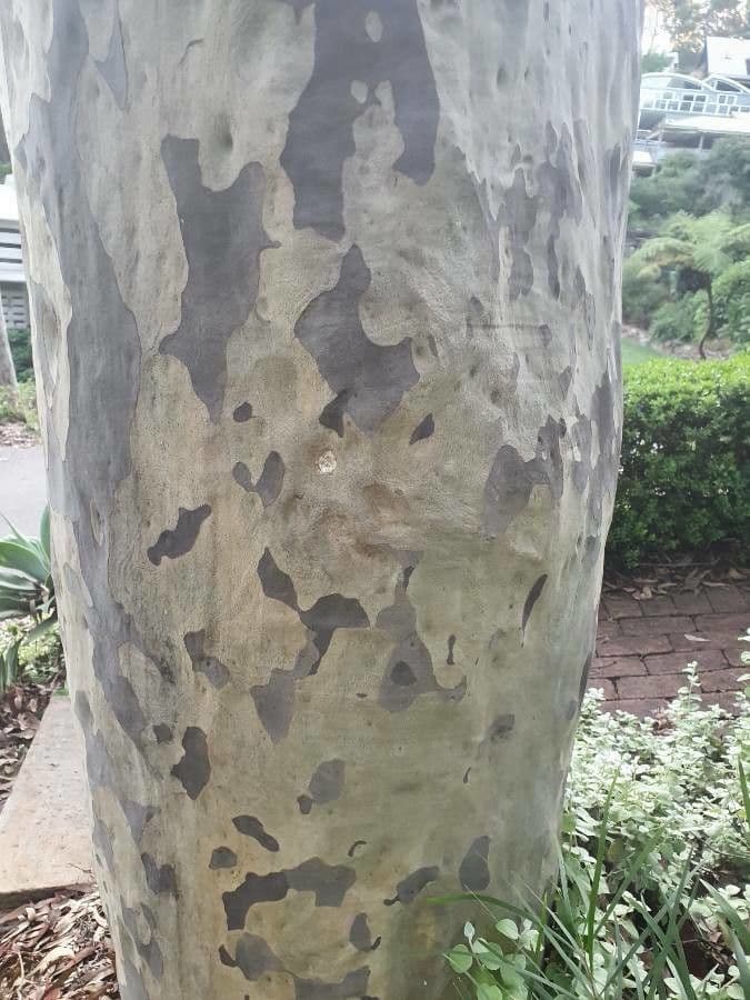 Eucalyptus saligna Baum mit charakteristischer blaugrauer Rinde in waldiger Umgebung