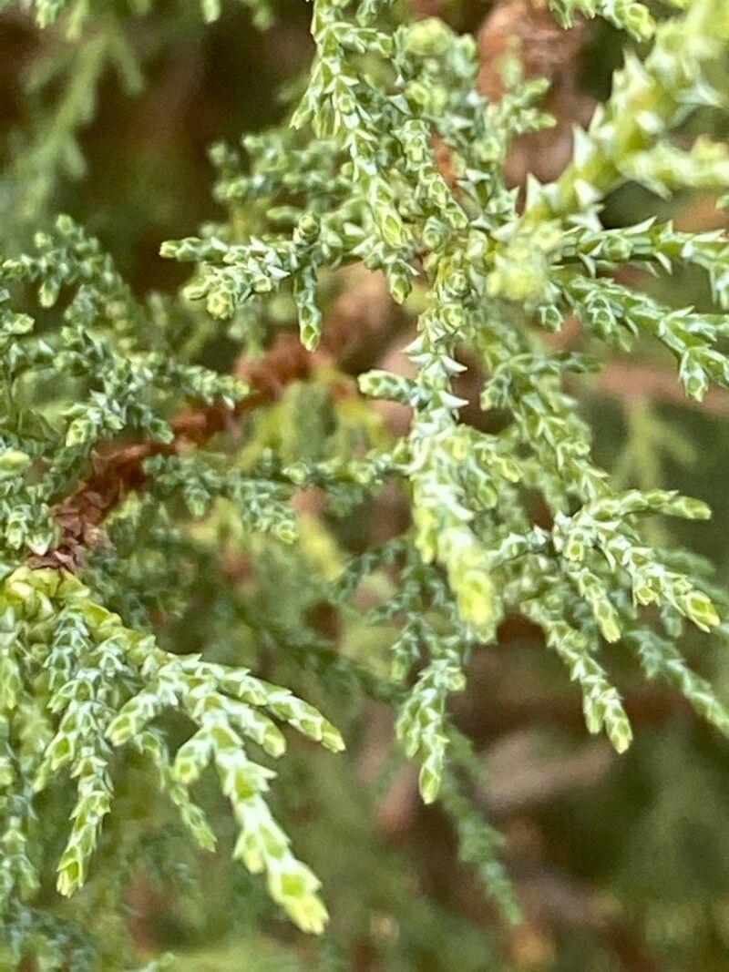 Juniperus excelsa auf einer felsigen Böschung mit silbrig-grünen Nadeln und breiter, ausladender Wuchsform