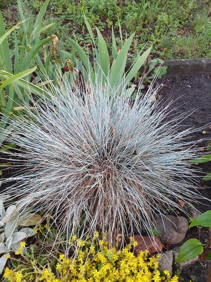 Dichte Büschel silbrig-blauen Grases in einem trockenen, sonnigen Beet