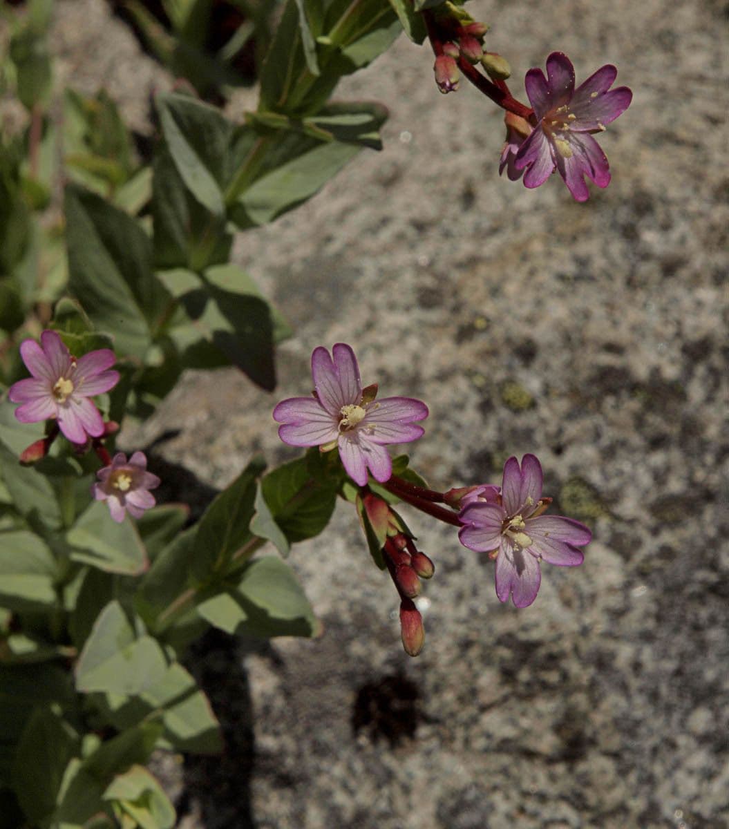 Epilobium glaberrimum - smooth willowherb with purple flowers in mountain habitat