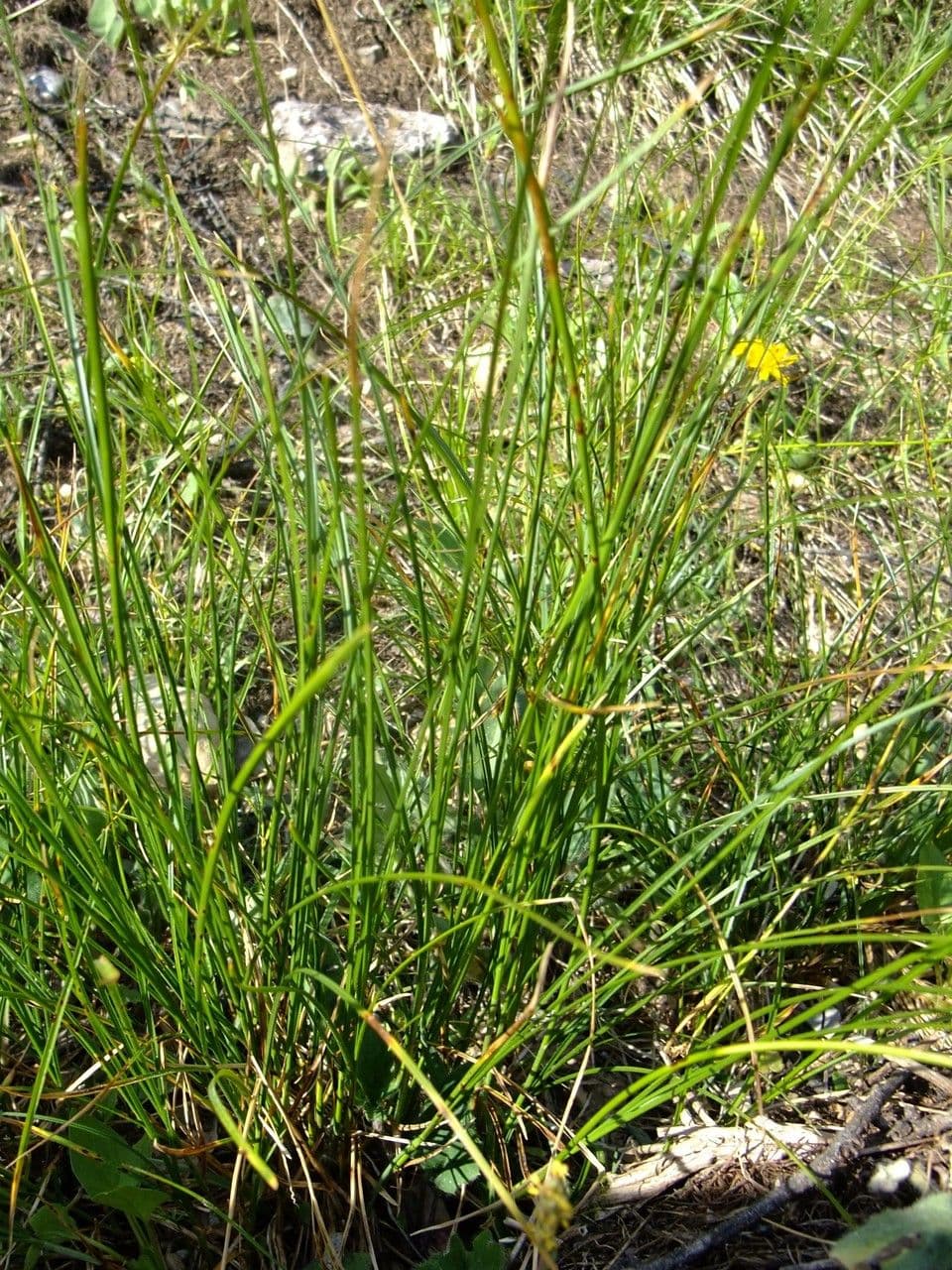 Fijne grassenachtige zegge op bergtige lokatie