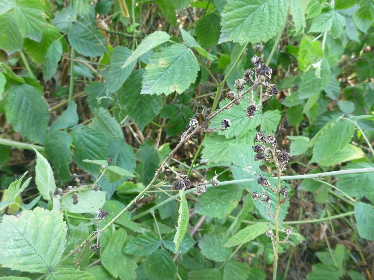 Grey bramble flower and leaf
