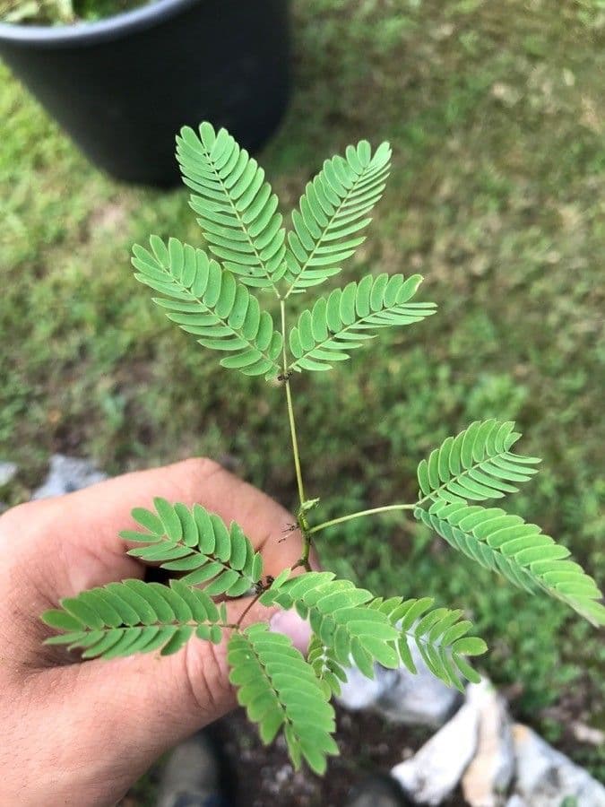 Desmanthus virgatus wilde Tantan mit gefiederten Blattern und langen Huelsen