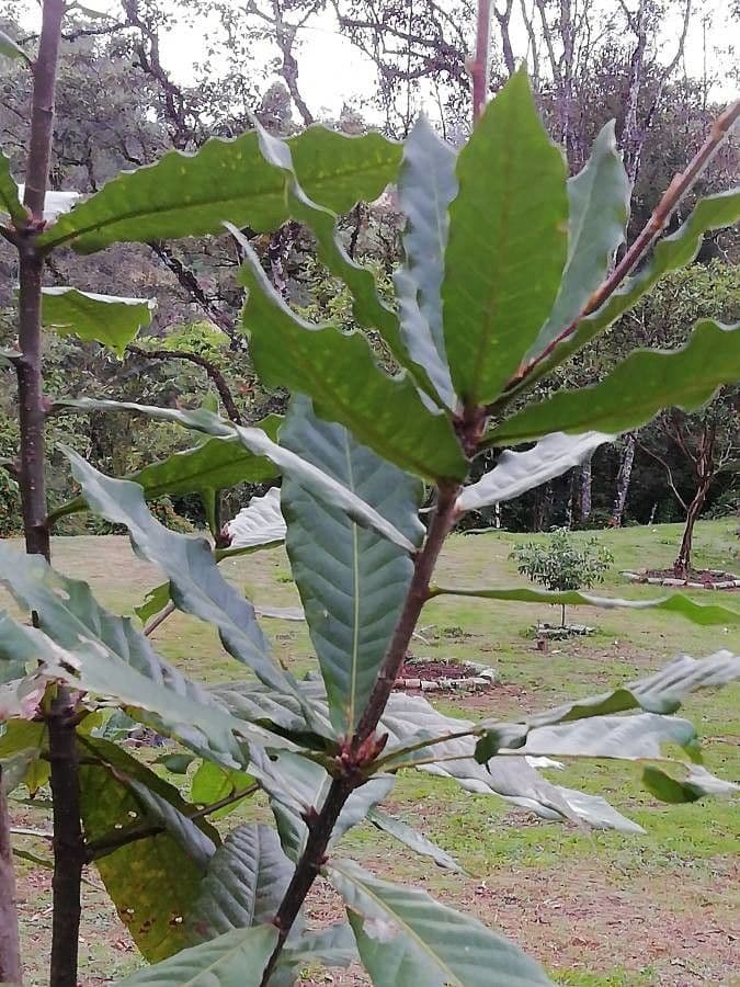 Andean oak met kenmerkende bladeren in berggebied