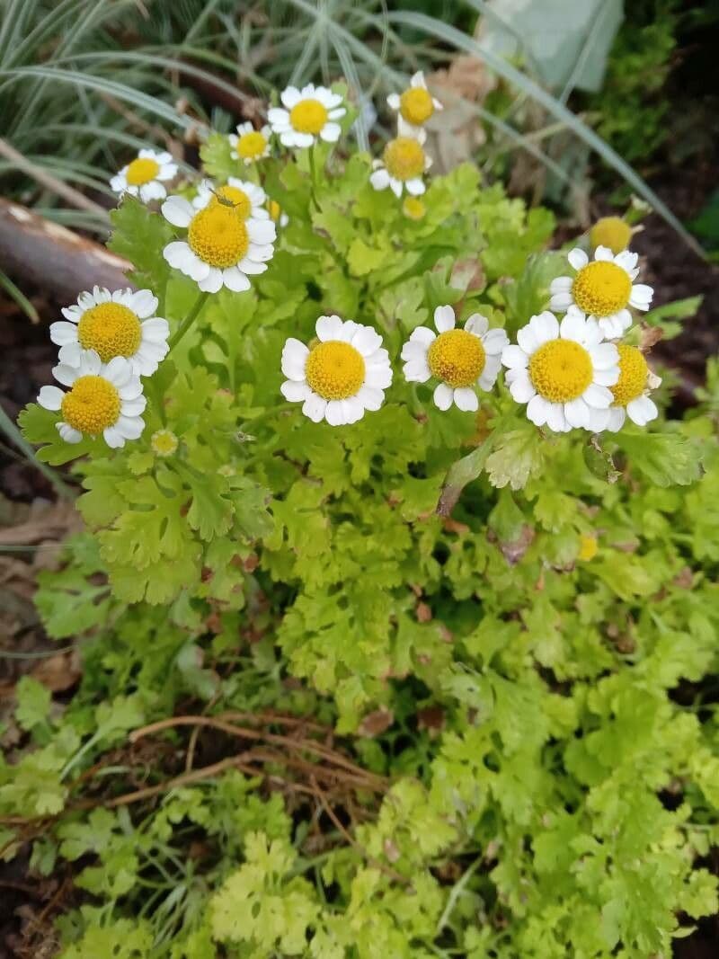 Weisse Bluten von Mauranthemum paludosum mit gelbem Zentrum