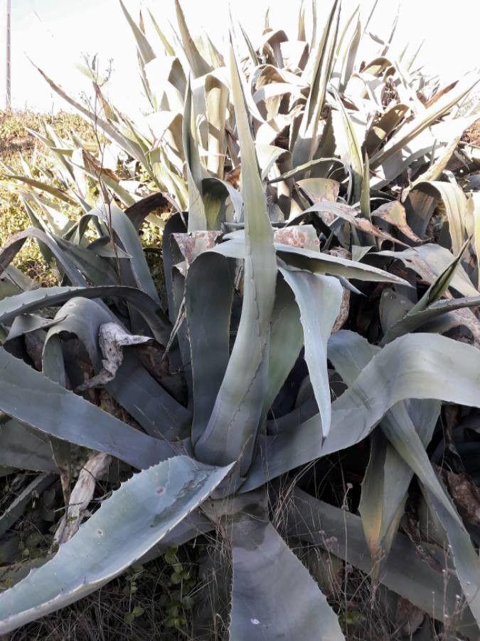 American agave in full growth with broad, blue-green rosettes in a sunny, dry garden setting