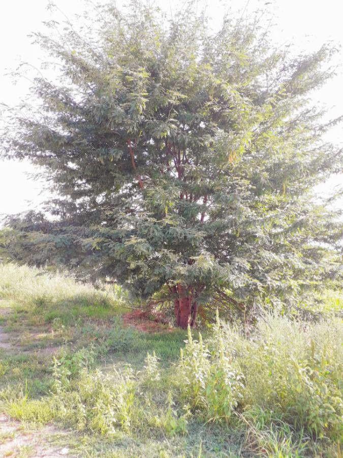 Ausgewachsene Dreidornige Gleditschie im Sommer mit langen Hülsenfrüchten an den Zweigen