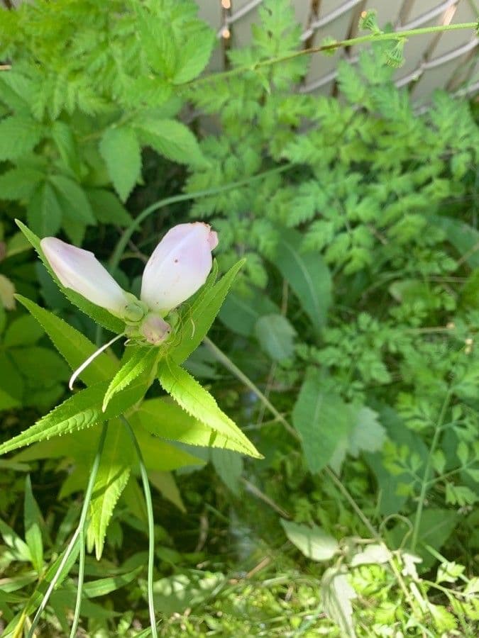 Chelone glabra with distinctive pink turtle-shaped flowers
