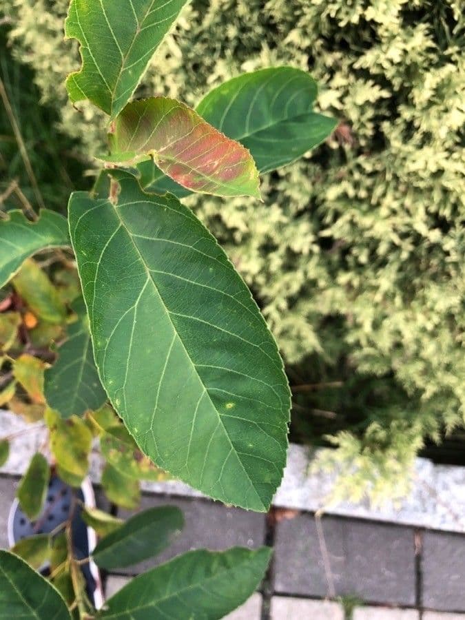 Fine leaves of Japanese blue oak with characteristic ring-cup acorns