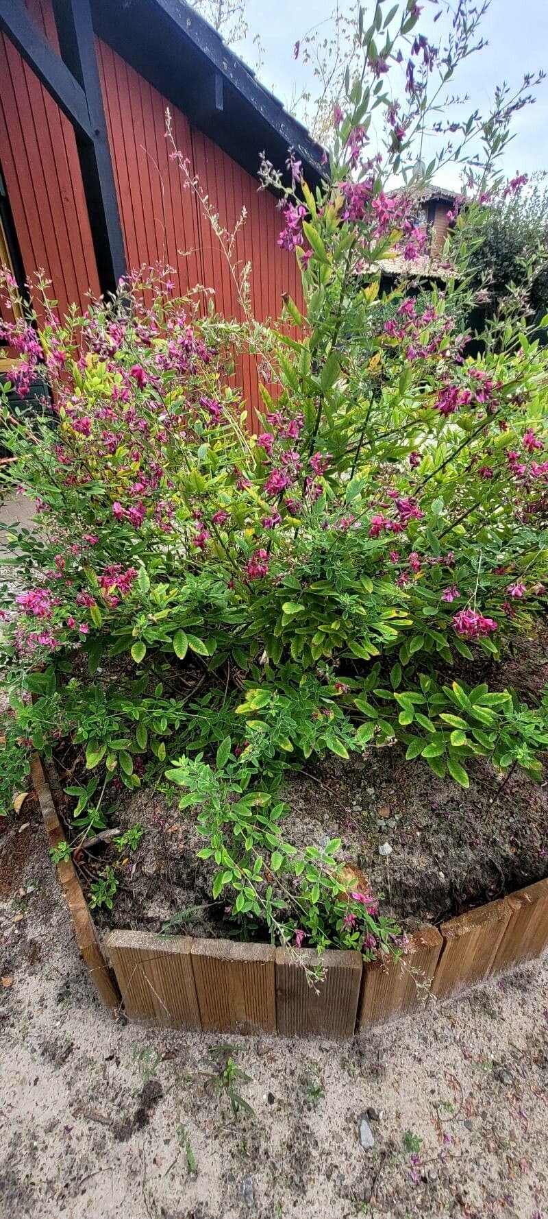 Lespedeza bicolor mit violetten Blüten und grünem Blattwerk