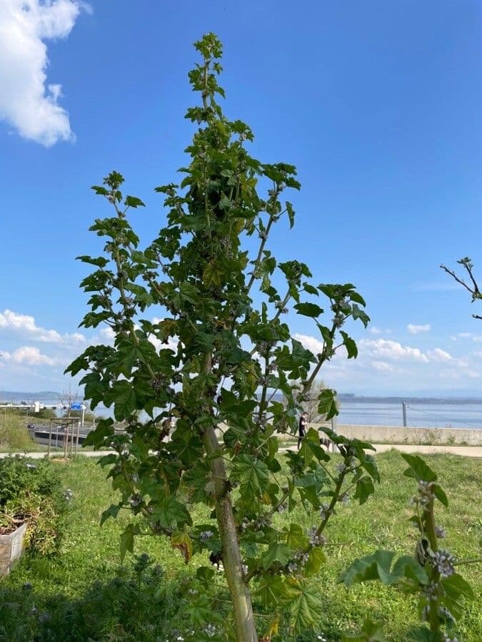 Agyptische Malve mit zarten rosa Blutendolden