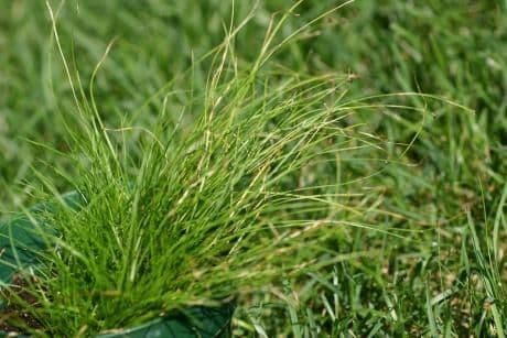 Carex eburnea sedge with fine foliage and compact growth habit