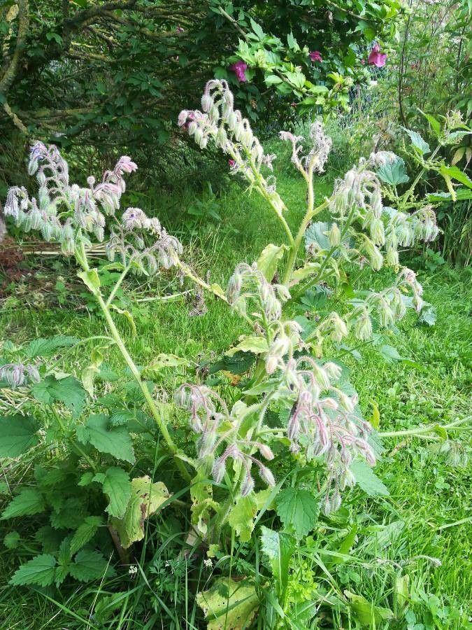 Echter Borretsch mit blauen sternförmigen Blüten in einem sonnigen Gartenbeet