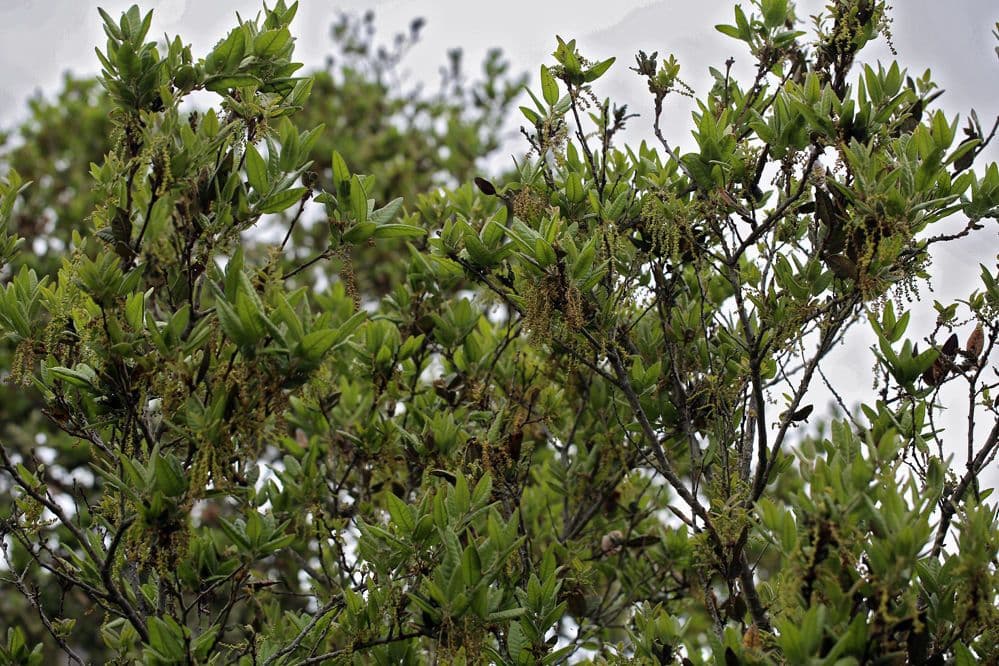 Chene de l'ile vivante avec feuillage gris-vert et forme dense