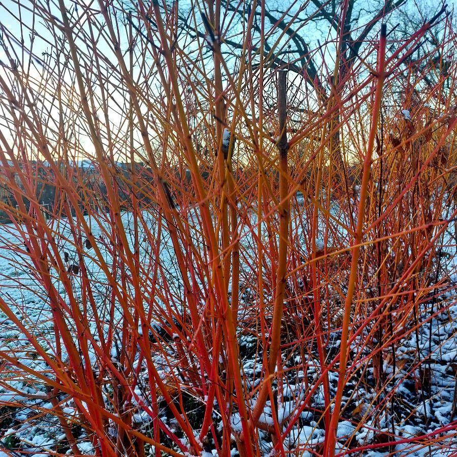 Witte Kornoelje met helderrode takken in de winter, geplant langs een tuinpad