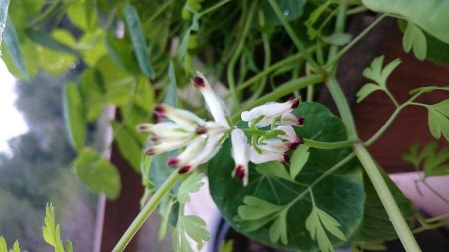 Zarte violette, röhrenförmige Blüten der gewöhnlichen Erdrauch zwischen feingliedrigem Laub