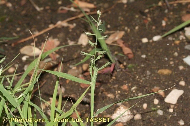 Plante Dinebra retroflexa avec inflorescences caracteristiques recurvees