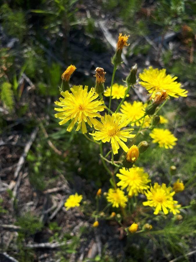 Smal streepzaad in volle bloei op een droge, zonnige plek tussen stenen