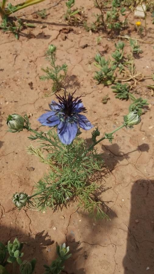 Blue flower of Nigella arvensis with fine leaves