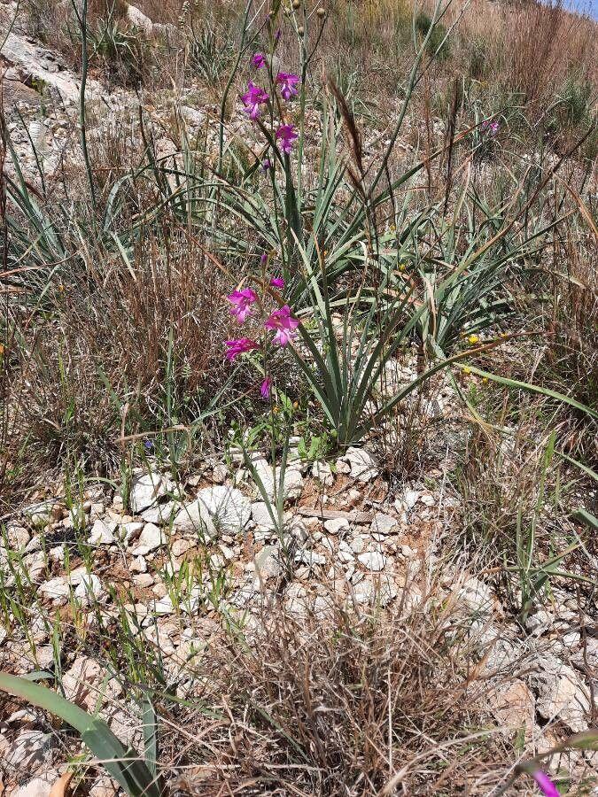 Gladiolus illyricus in voller Blüte auf einer sonnigen Böschung mit violetten Blüten vor einer Kulisse aus Gras und Steinen