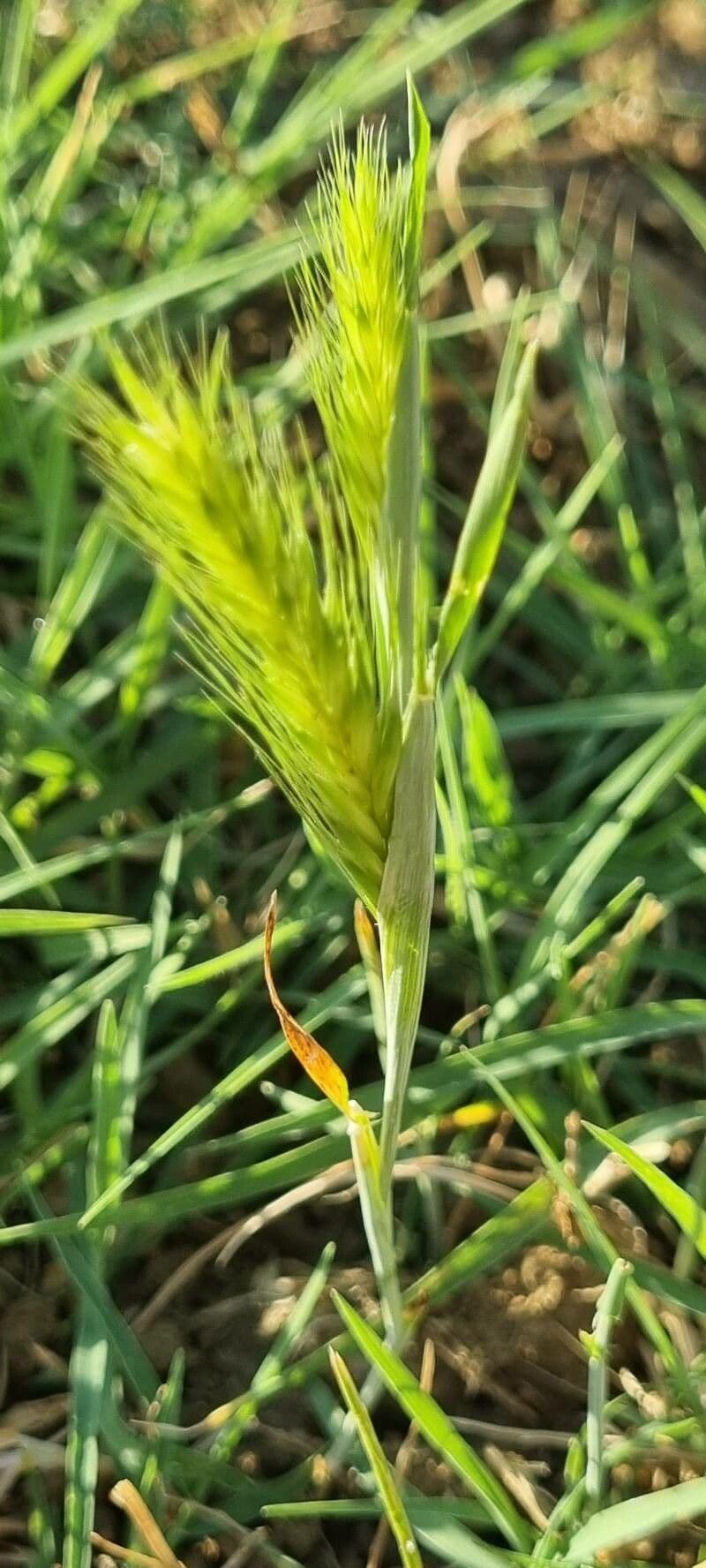 Hordeum pusillum orge naine avec ses epis caracteristiques dans un milieu ouvert et ensoleille
