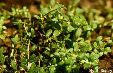 Callitriche terrestris foliage