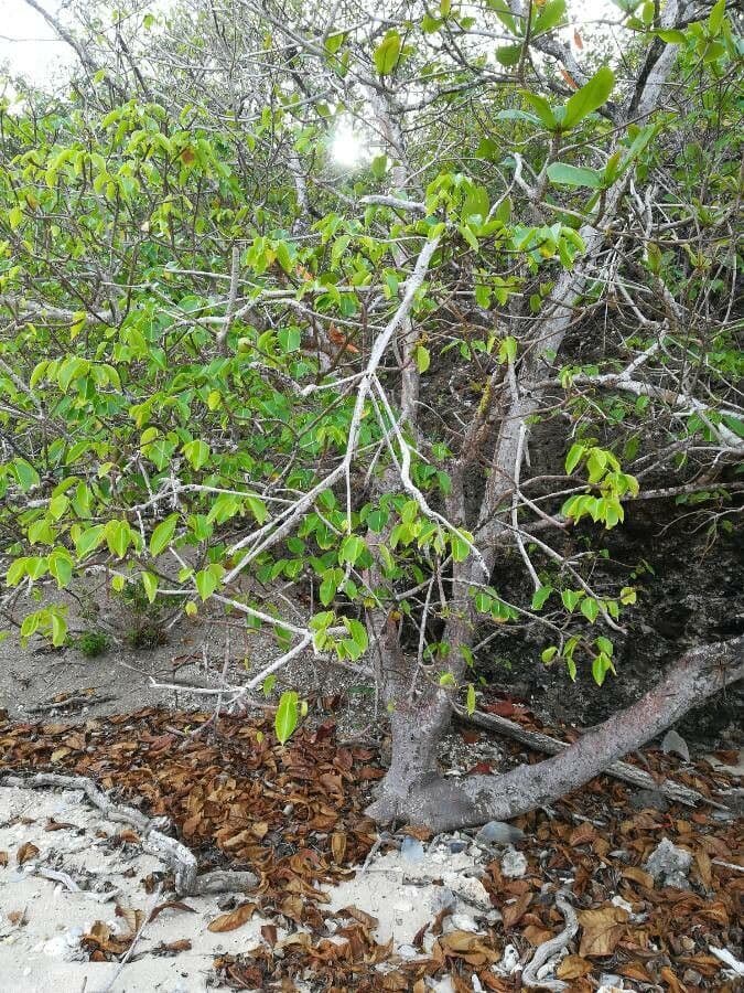 Manchineel tree with toxic leaves