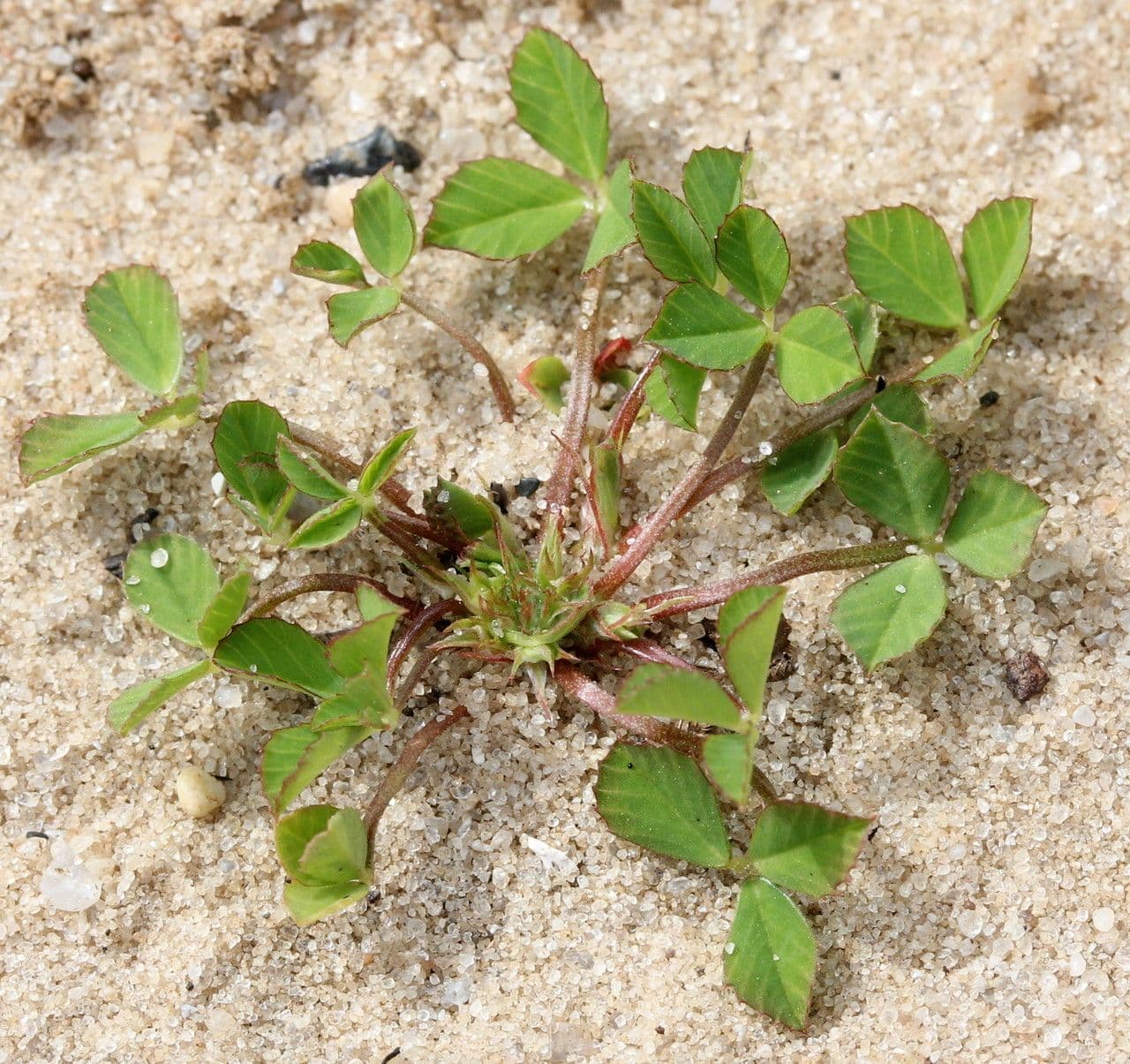 White flowers of suffocated clover in growth