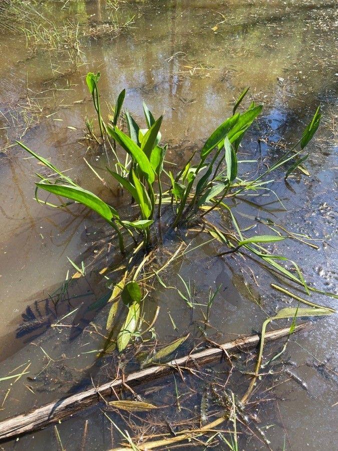 Gemeiner Froschlöffel mit breiten Blättern und zarten weißen Blüten am Rand eines seichten Teichs