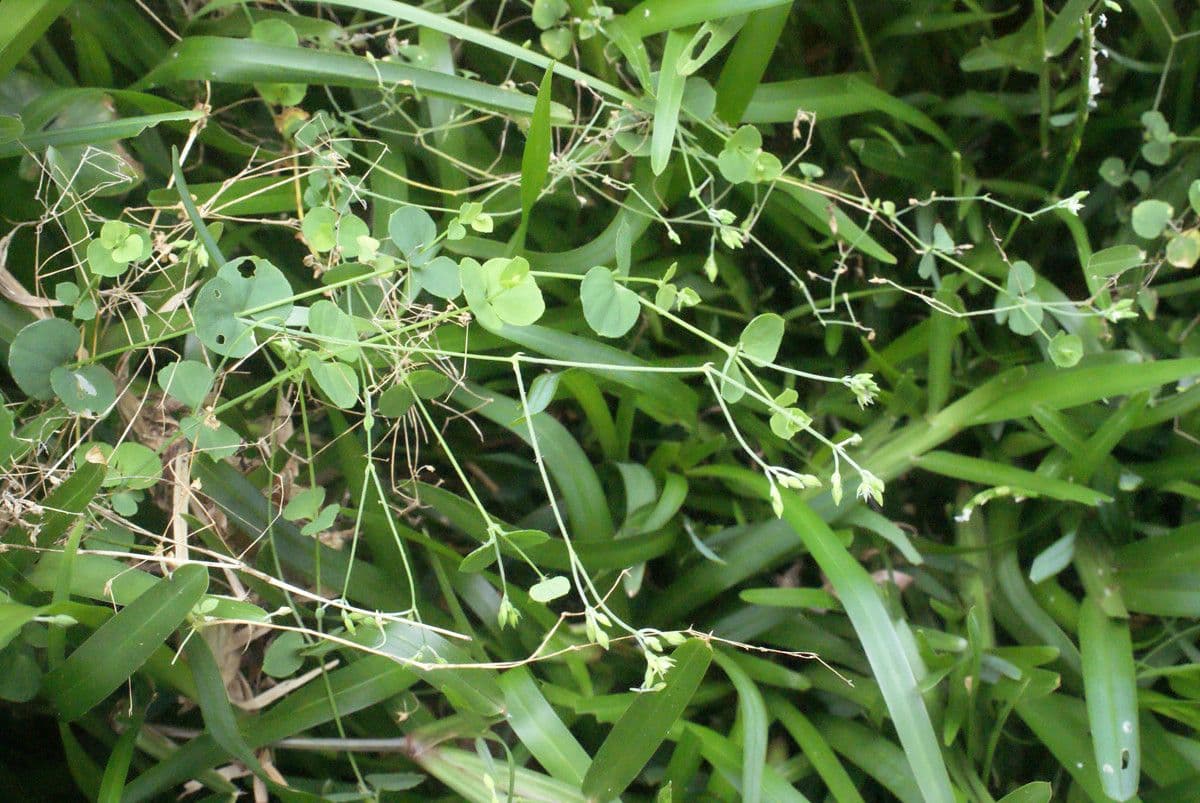 Drymaria cordata with fine stems and white flowers