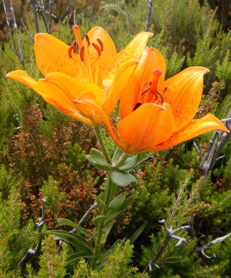 Lis safrance en fleur dans une bordure ensoleillée