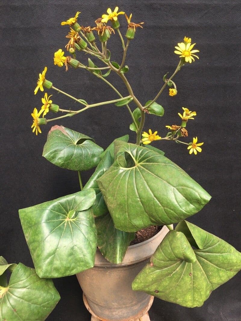 Feuille de leopard Farfugium japonicum