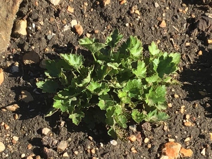 Tolmiea menziesii mit Babypflanzchen auf Blattern
