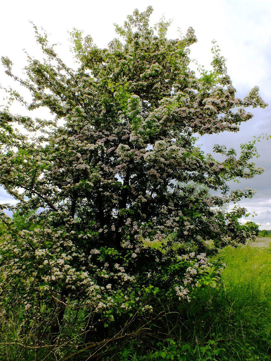 Calycine hawthorn in full bloom with clusters of white flowers and dark red berries