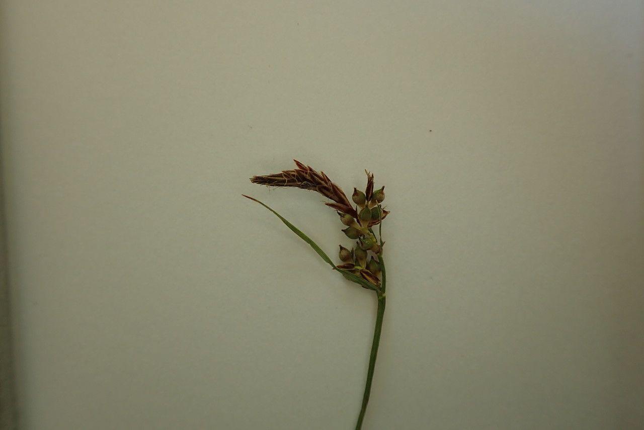 Pillen-Segge im Halbschatten, weiche grüne Büschel mit kugeligen Blütenansätzen