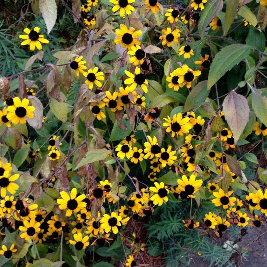 Ruige rudbeckia in volle bloei in een lichtgekleurde border met grijze zilverblad en lavendel