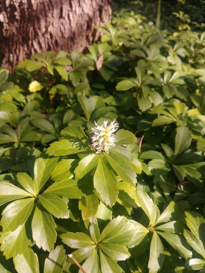 Japanese pachysandra leaves with flowers