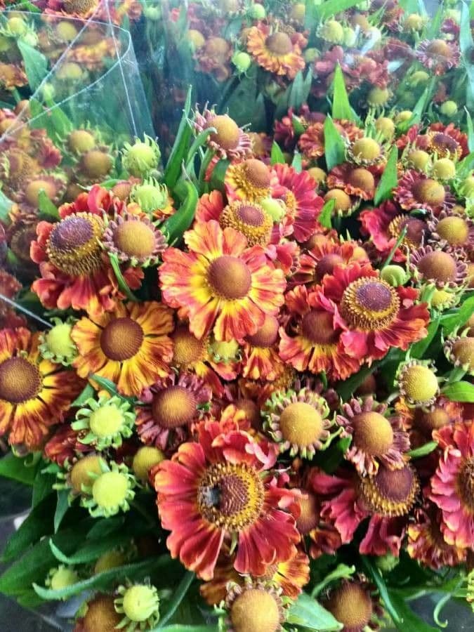 Herfst-zonnebloem met karakteristieke rode en gele bloemen