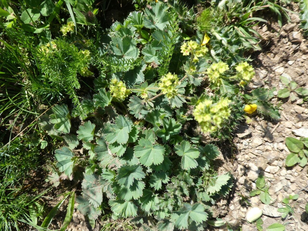 Small lady's-mantle with fan-shaped leaves