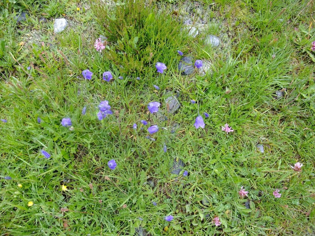 Campanula bertolae Bluten