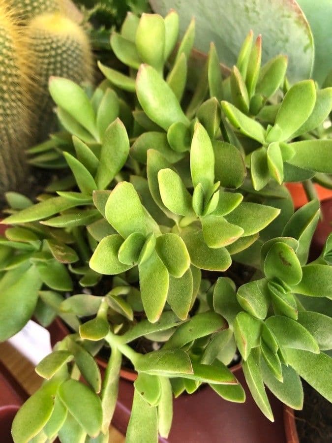 Crassula nudicaulis met rode bladeren