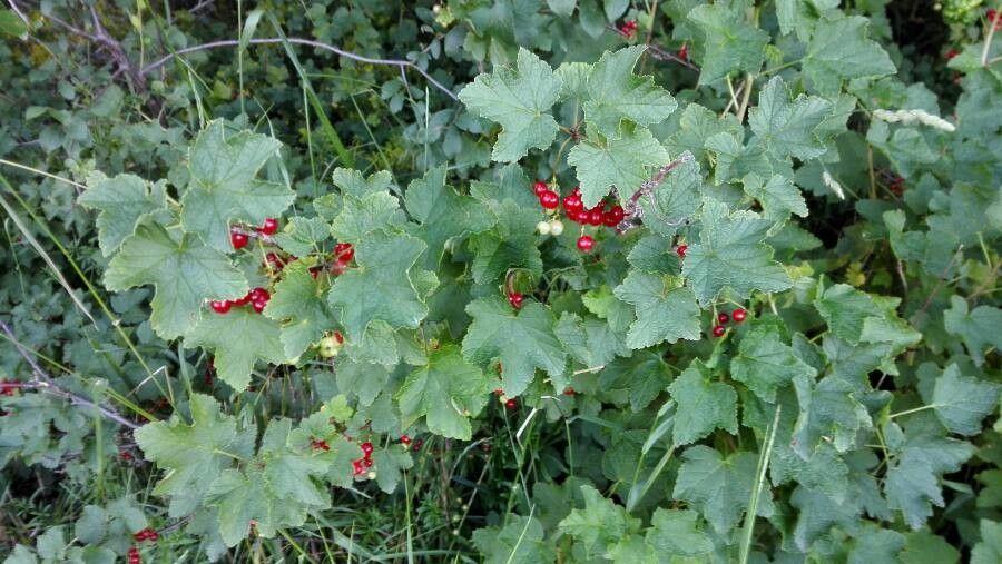 Rote Johannisbeere (Ribes rubrum) im Frühjahr mit grünen Blütenständen und frischem Laub