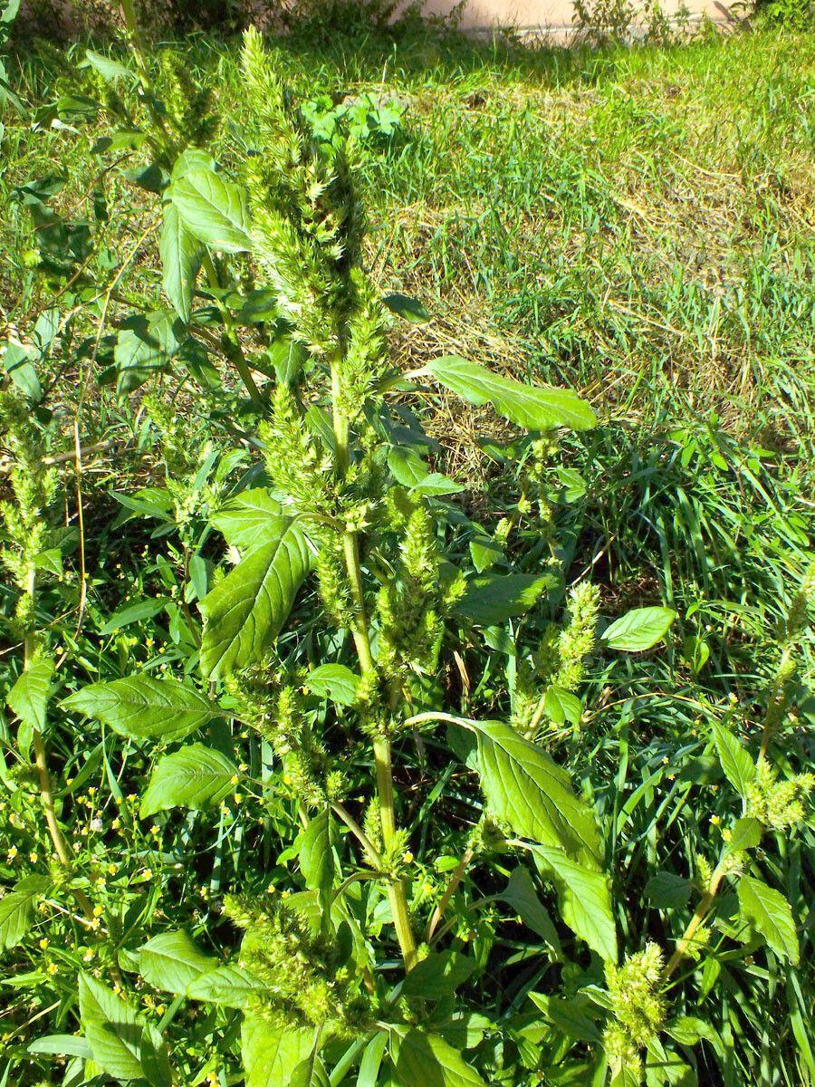 Zurückgekrümmter Fuchsschwanz (Amaranthus retroflexus) mit dichten, aufrechten Blütenähren in einem sonnigen Gartenbeet.