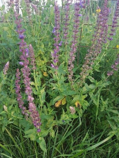 Meadow clary flowering spikes in a sunny meadow with bees foraging on blue blooms