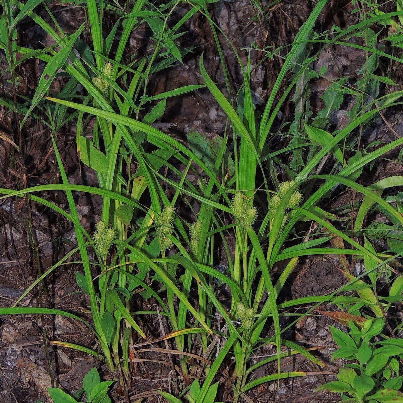 Carex frankii with upright tuft formation and distinctive male-female segregated inflorescence