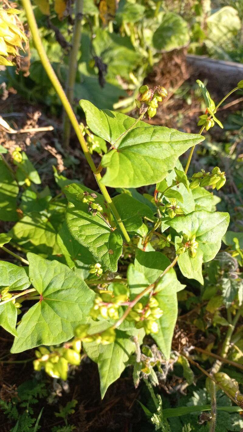 Sarrasin de Tartarie en fleur avec des fleurs blanches et un feuillage vert dans une bordure ensoleillée