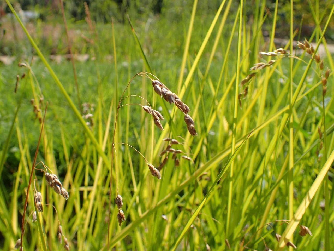 Duftendes Mariengras im Frühsommer, gelbe Ährchen leuchten in der Morgensonne auf feuchtem Wiesengrund