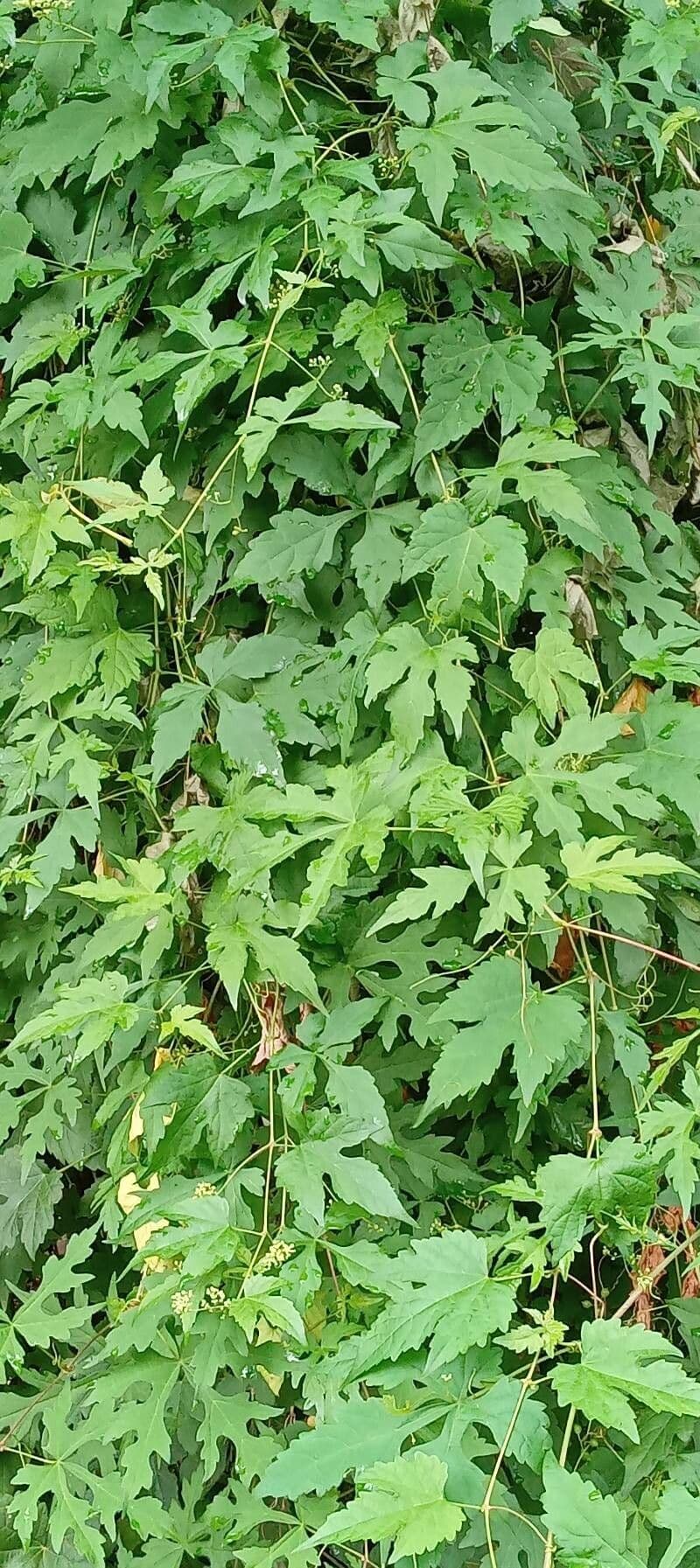 Monkshoodvine plant