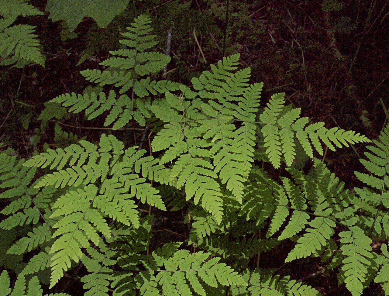 Gymnocarpium disjunctum delicate fronds in tree shade